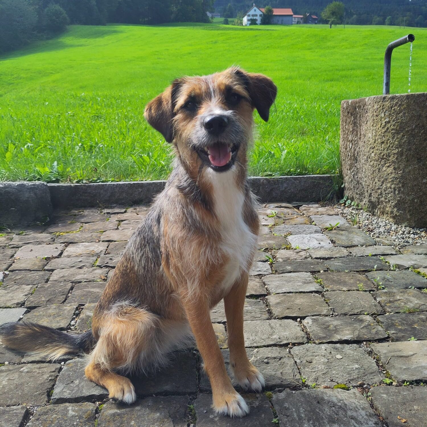 Mischlingshund sitzend im Freien