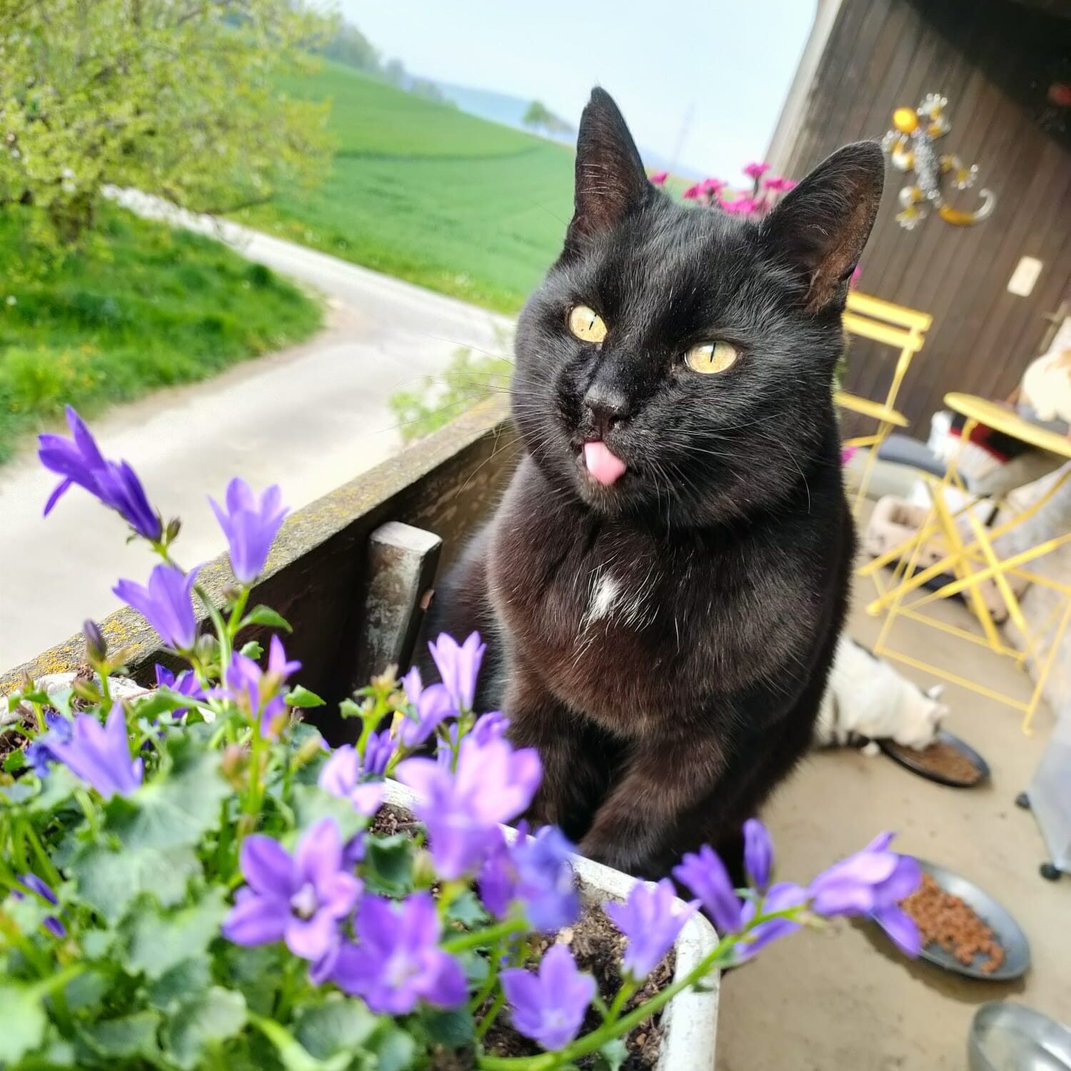 schwarze Katze mit gelben Augen bei violetten Blumen