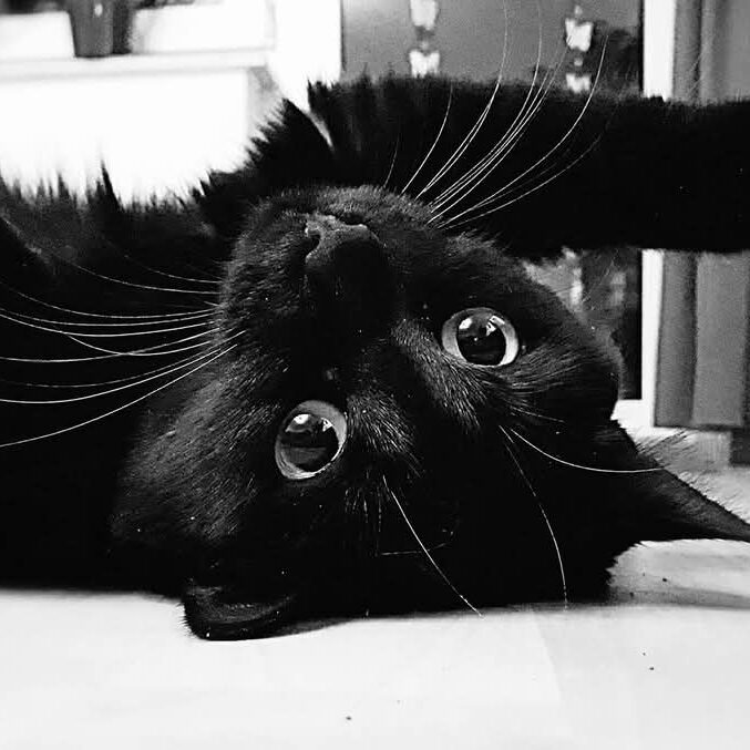 schwarze Katze
