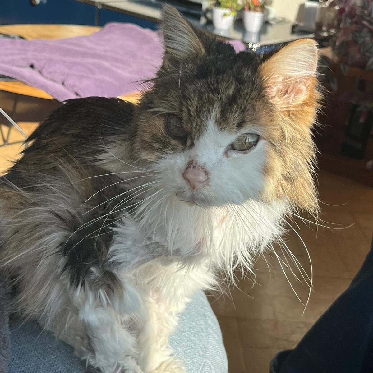 alter Kater auf Sitz