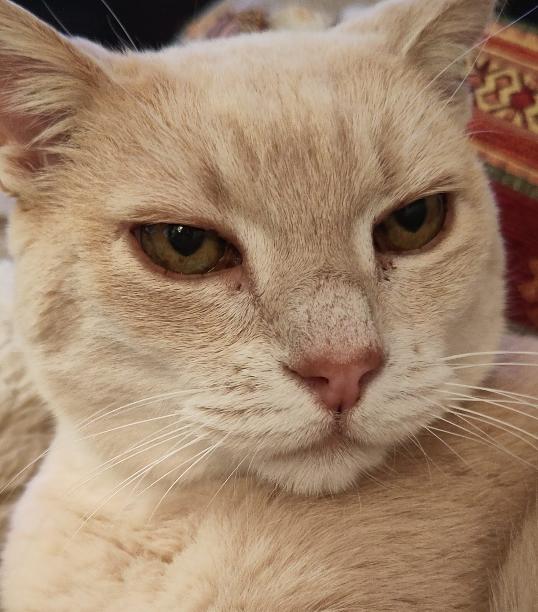 Katze Lex