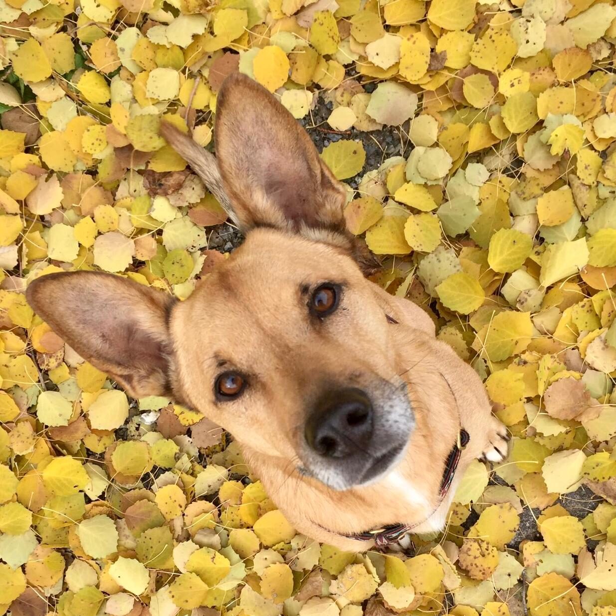 beiger Hund auf gelben Blättern