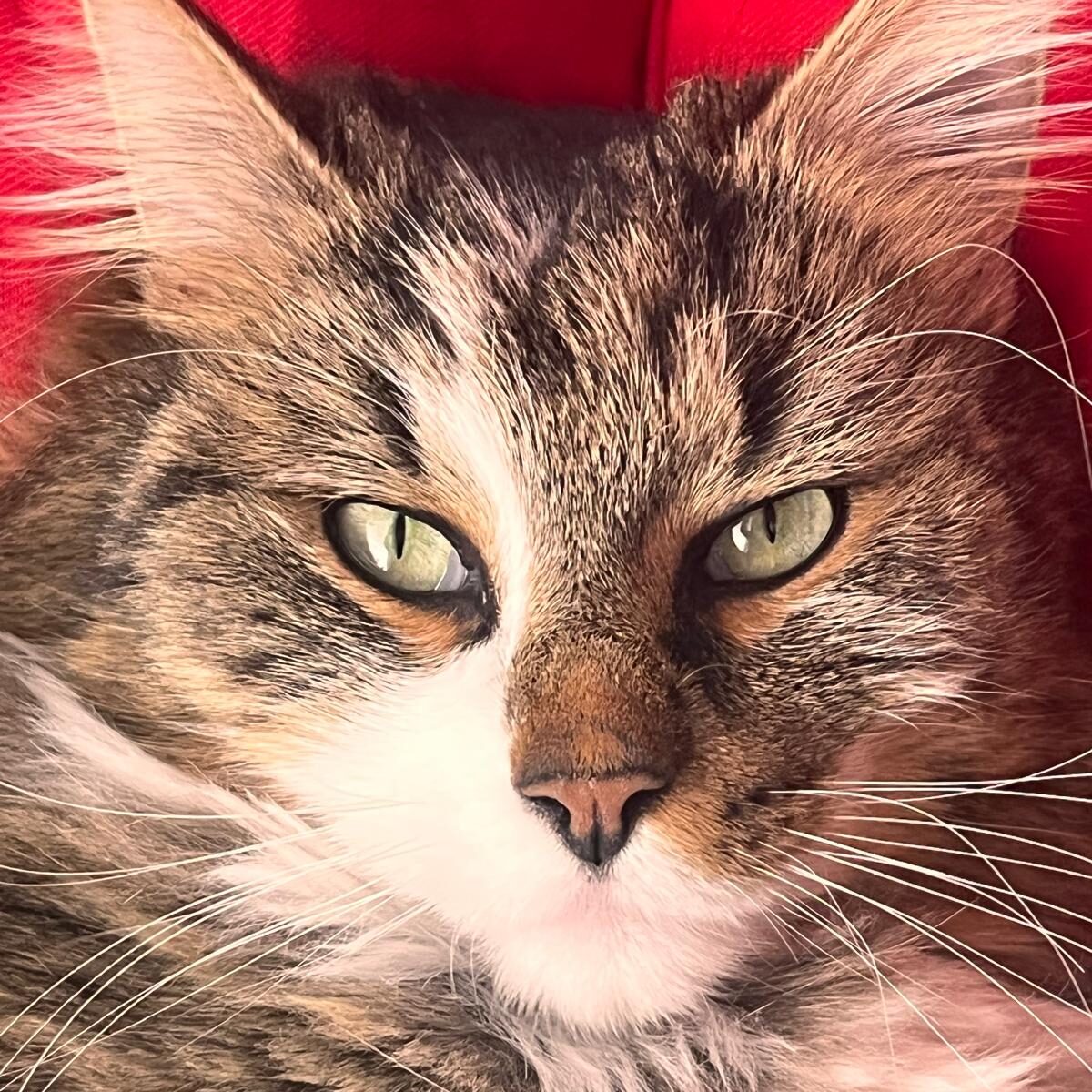 Katze mit grünen Augen