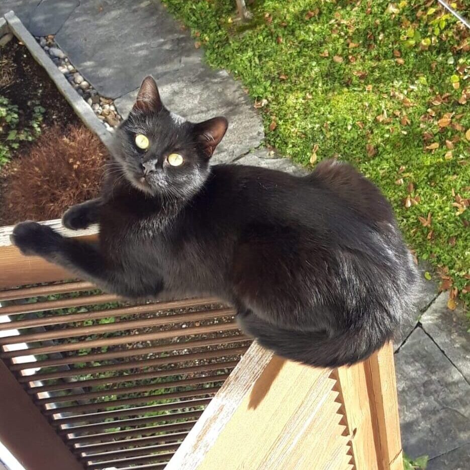 Katze Luna