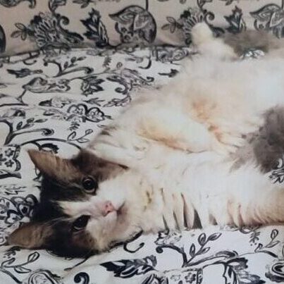 Katze Lola